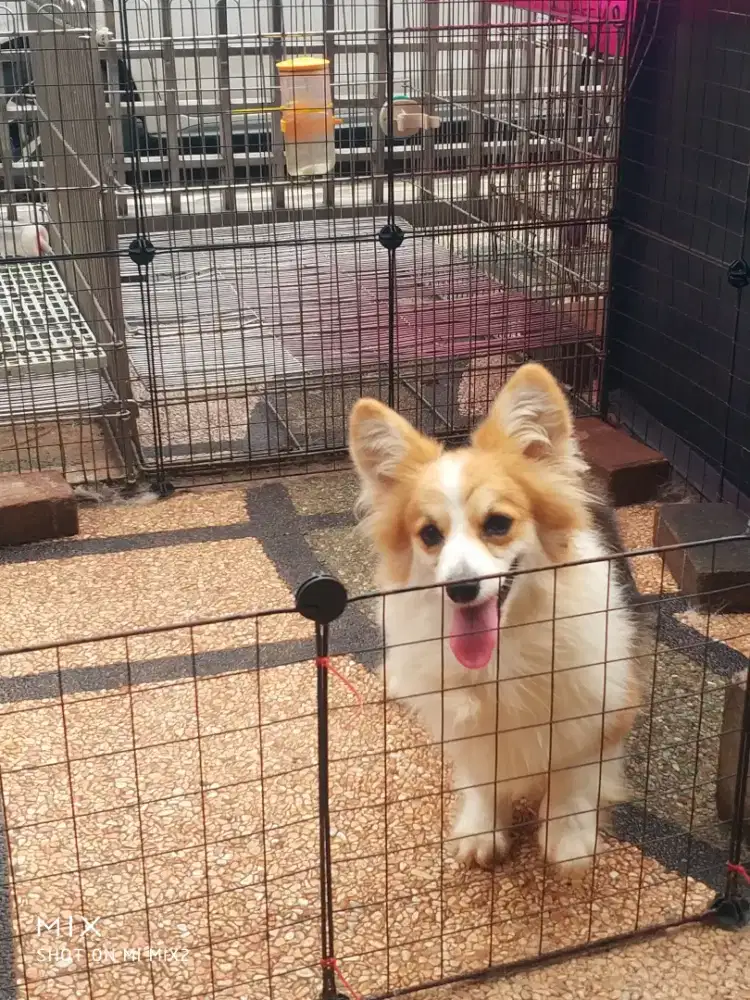 Jual indukan Corgi Fluffy Long Hair