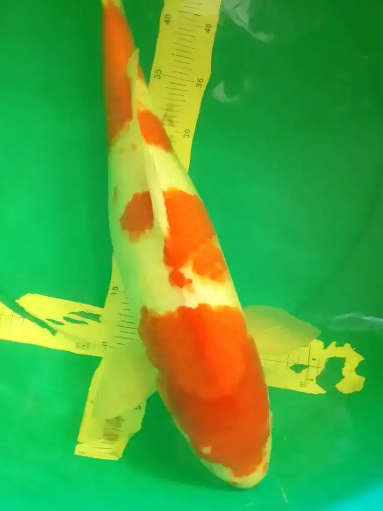 Ikan koi jenis Kohaku 48cm female