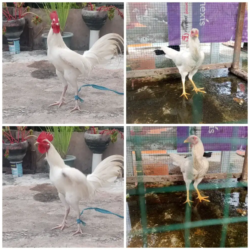 Sepasang Ayam Putih