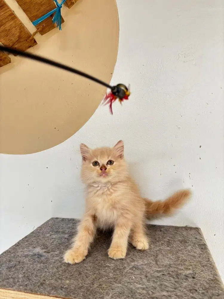 Kucing persian jantan