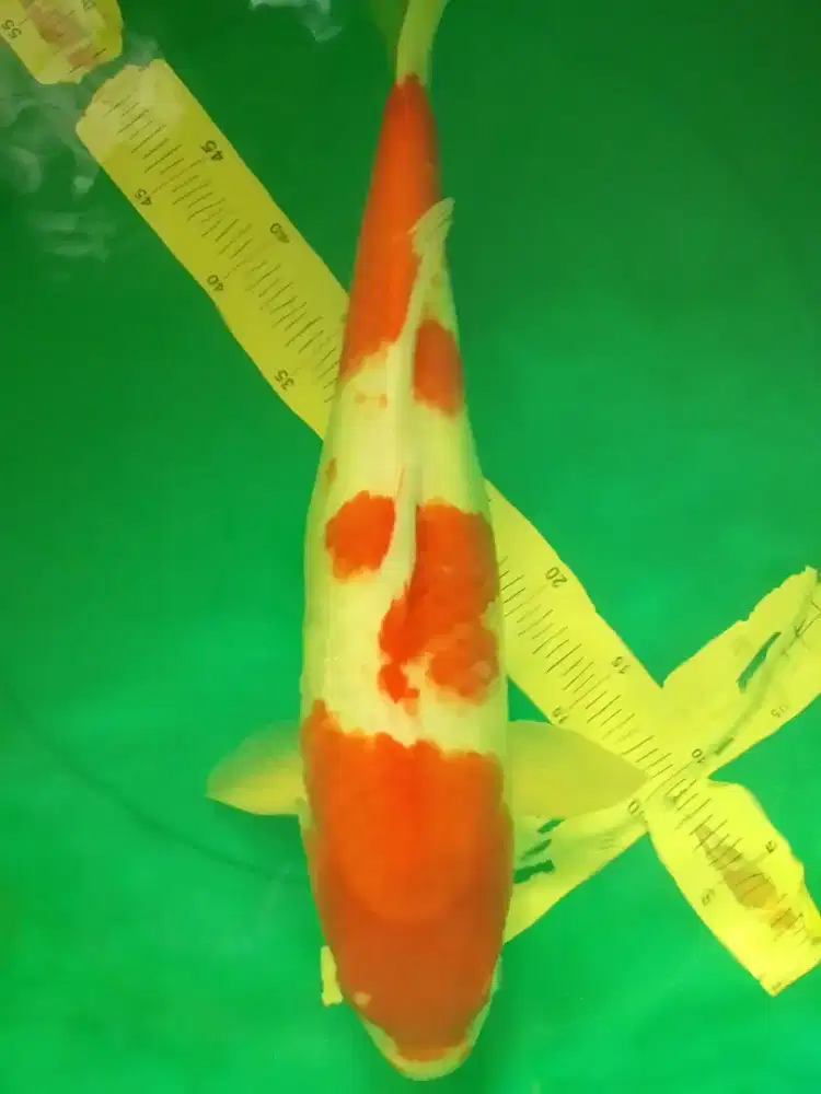 Ikan koi jenis Kohaku 48cm bagus
