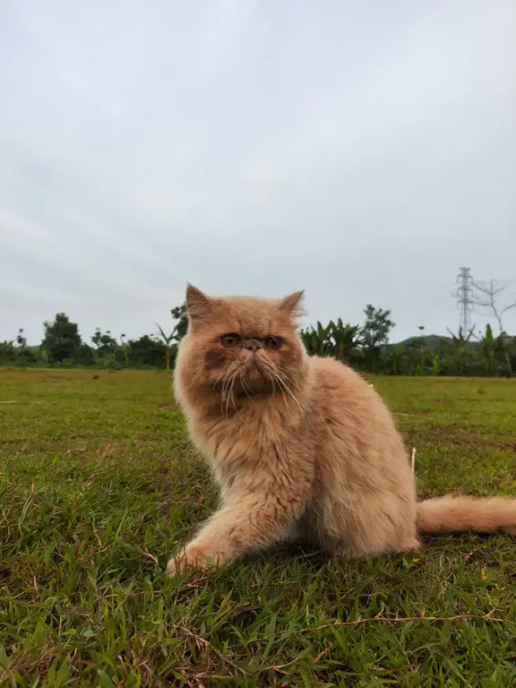 Kucing Peaknose extreme Jantan