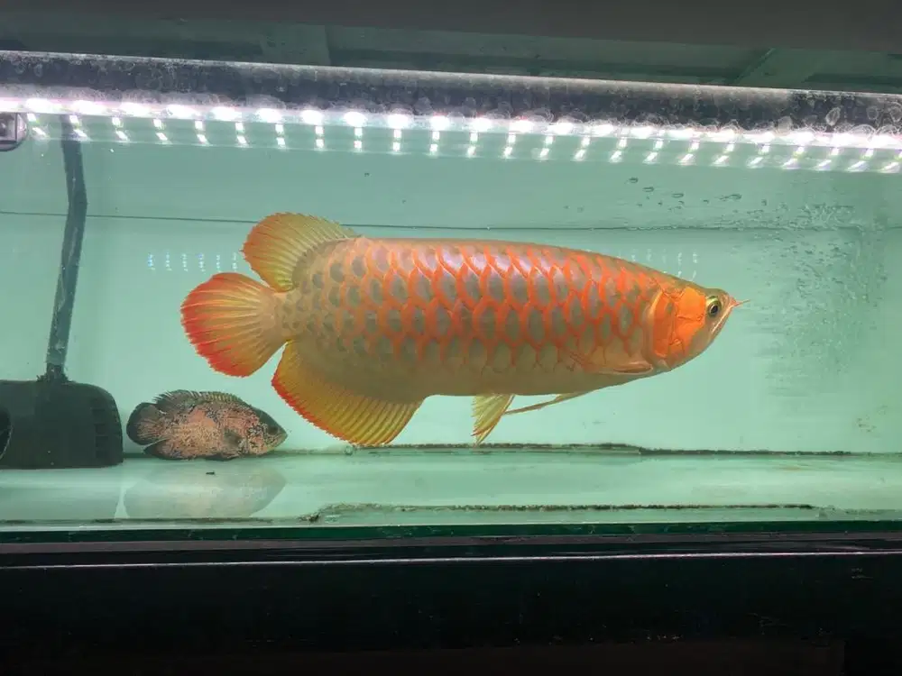 Ikan Arwana cakep body petak metalic kencang 45cm