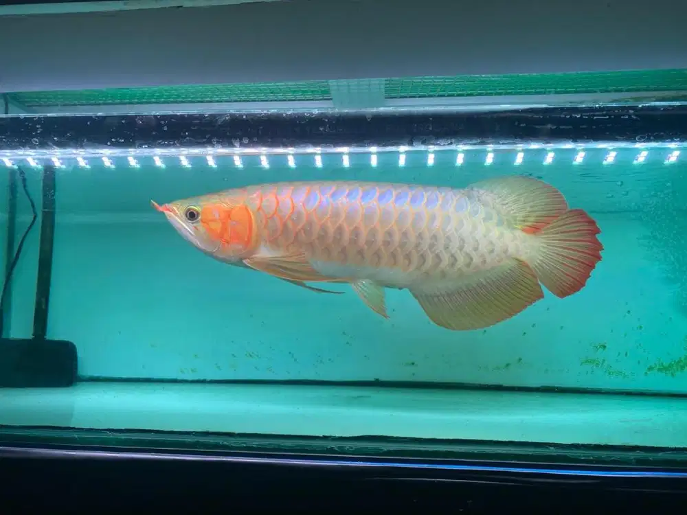 Ikan arwana cakep mantap size 45cm