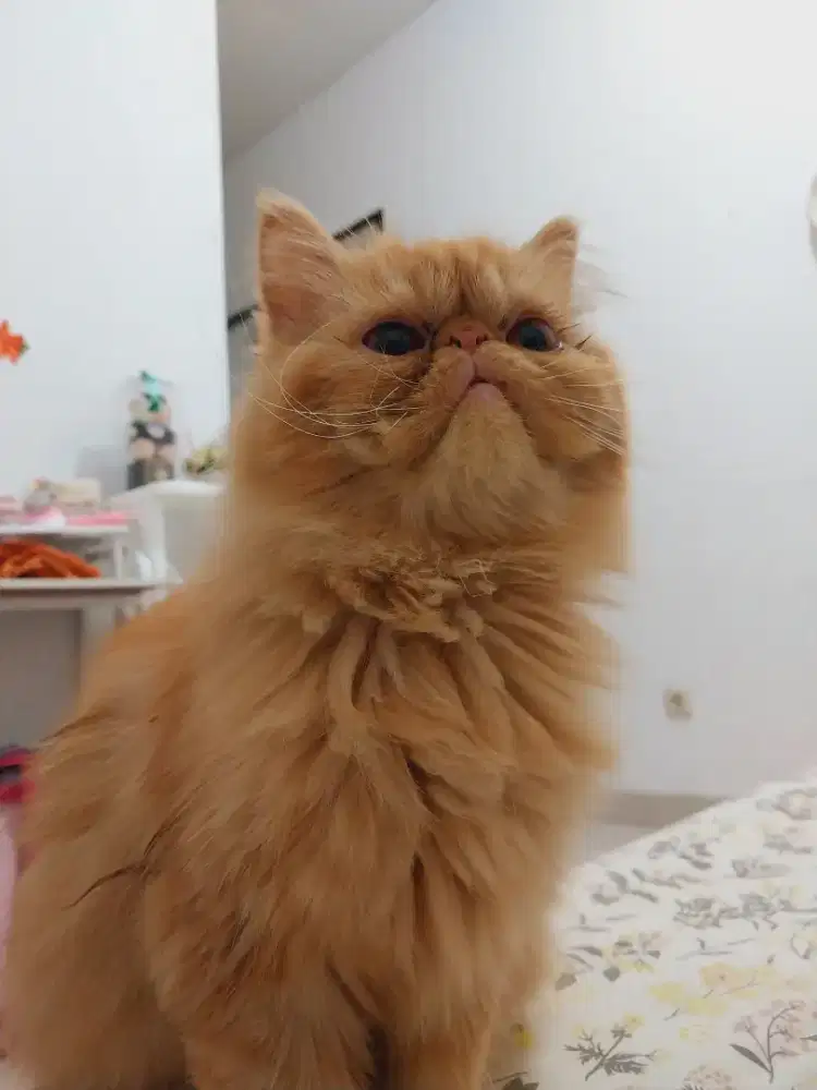 Kucing Peaknose Betina