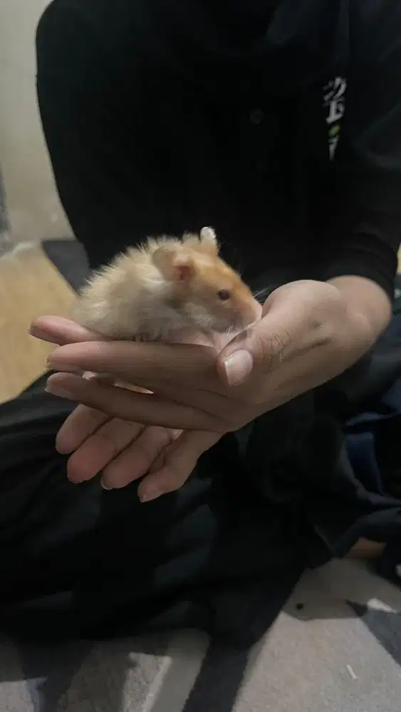 hamster syirian