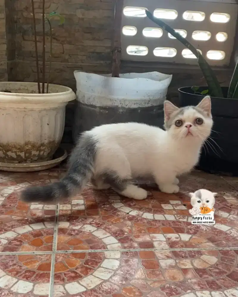KUCING MUNCHKIN (CEBOL) BETINA
