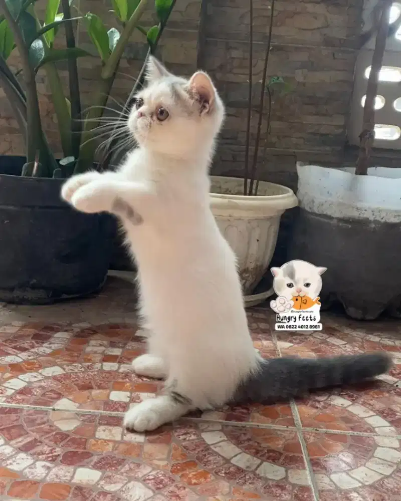 KUCING MUNCHKIN (CEBOL) BETINA