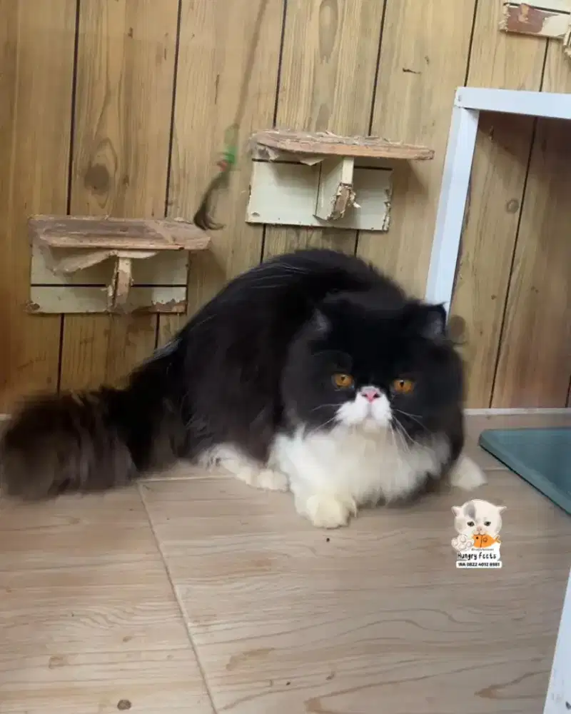 KUCING MUNCHKIN MINUET JANTAN CEBOL