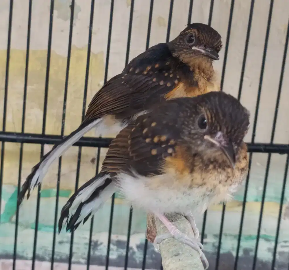 Murai batu trotol trah prestasi sepasang