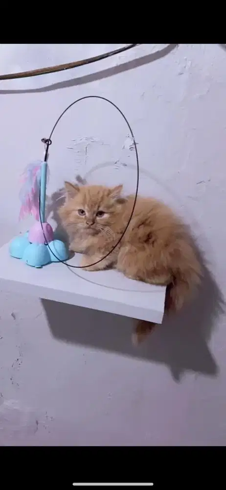 Kucing persia garfiel