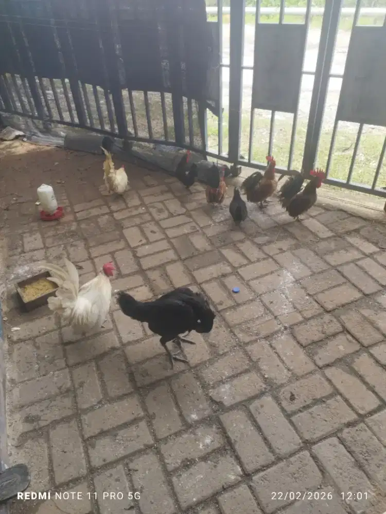 Jual ayam kate banyak