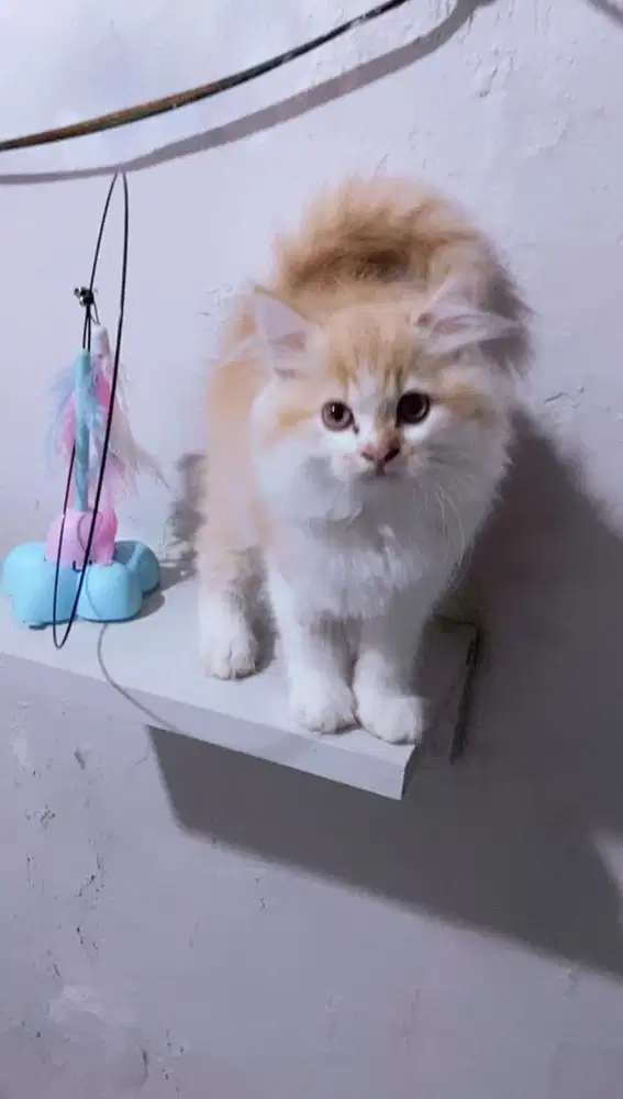 Kucing persia oren putih