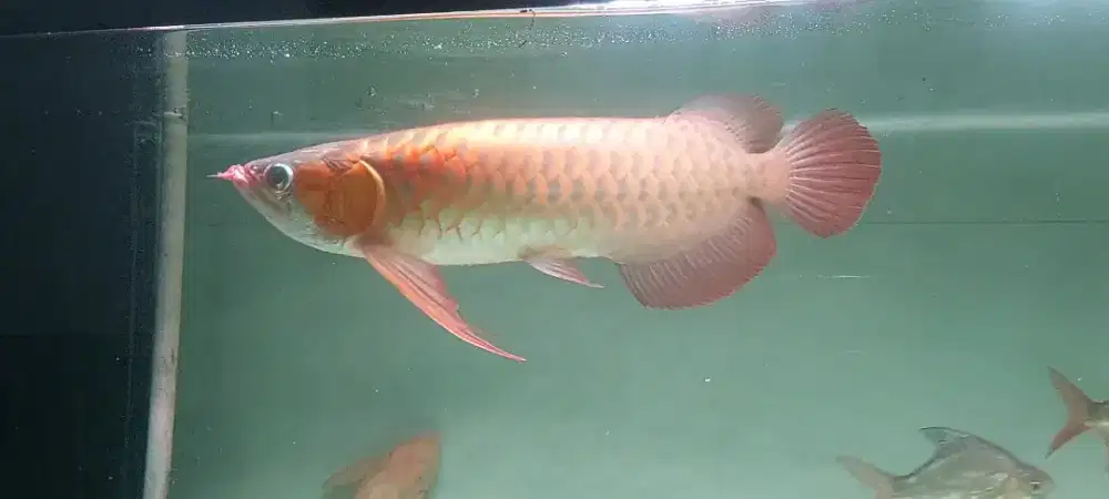 Super red arwana 45cm