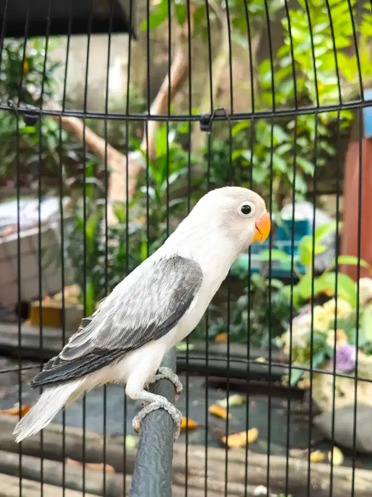 Lovebird Biola Ewing blue