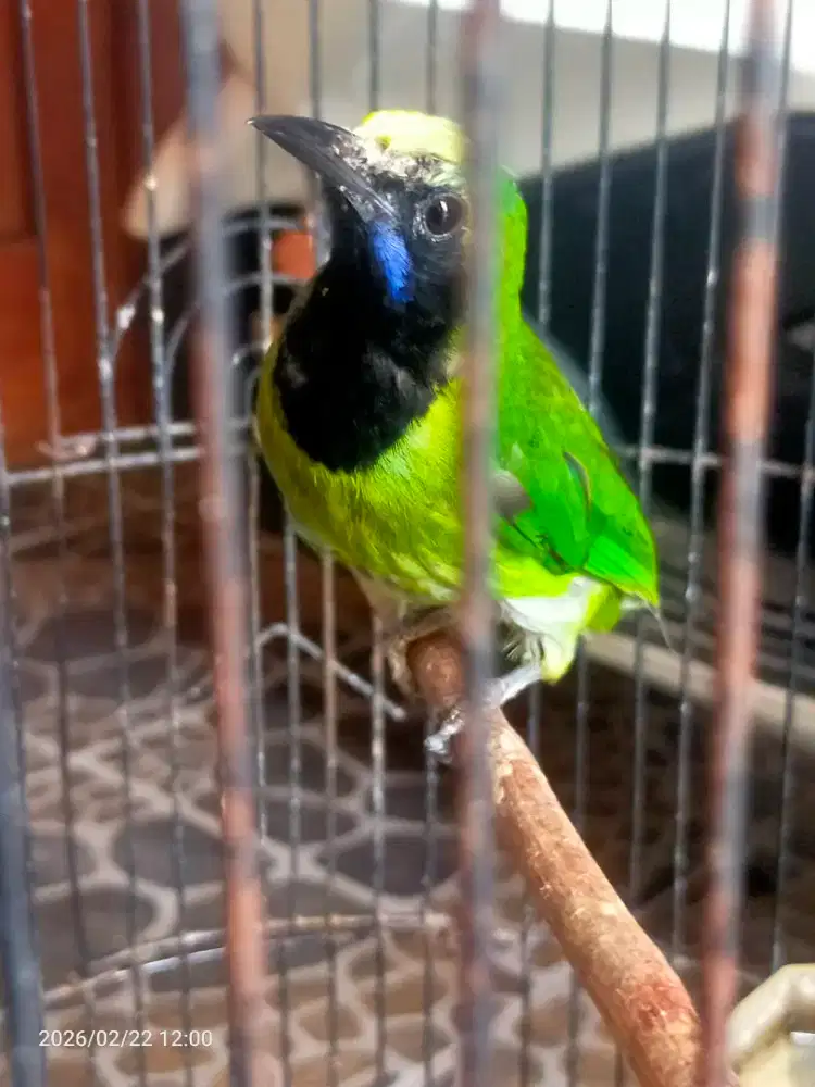 Burung Jantan & Betina