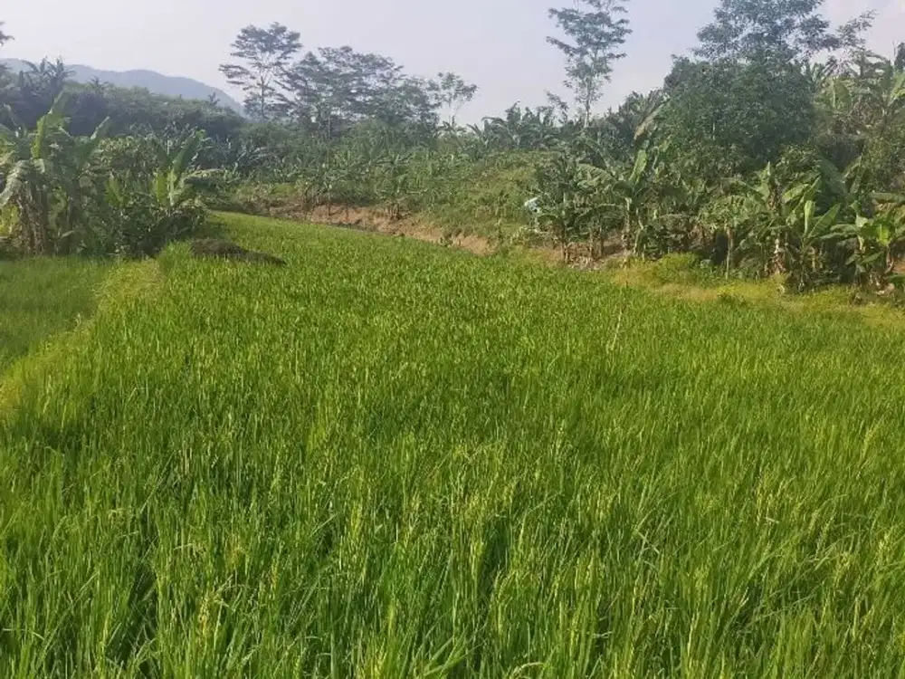 TANAH 9.318 METER PERSEGI VIEW PEGUNUNGAN & SUNGAI - COCOK UNTUK VILLA, GLAMPING, PEKEBUNAN ATAU ROJECT SOSIAL