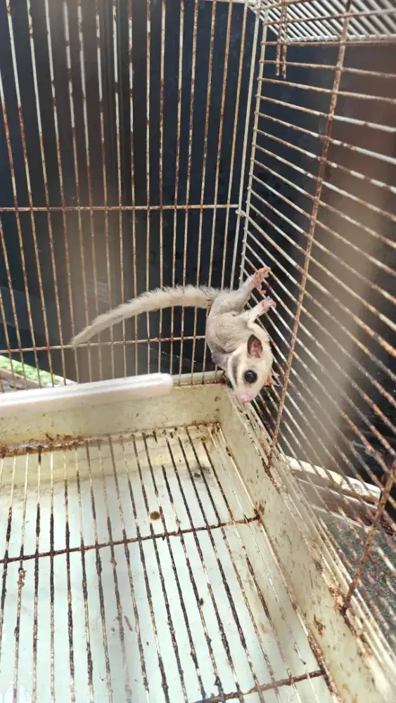 SUGAR GLIDER MOZAIK  BETINA