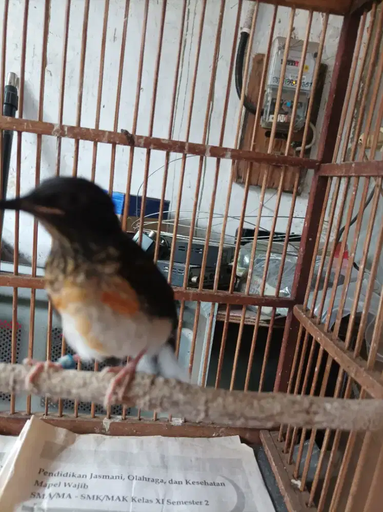 Trotol murai Medan beti