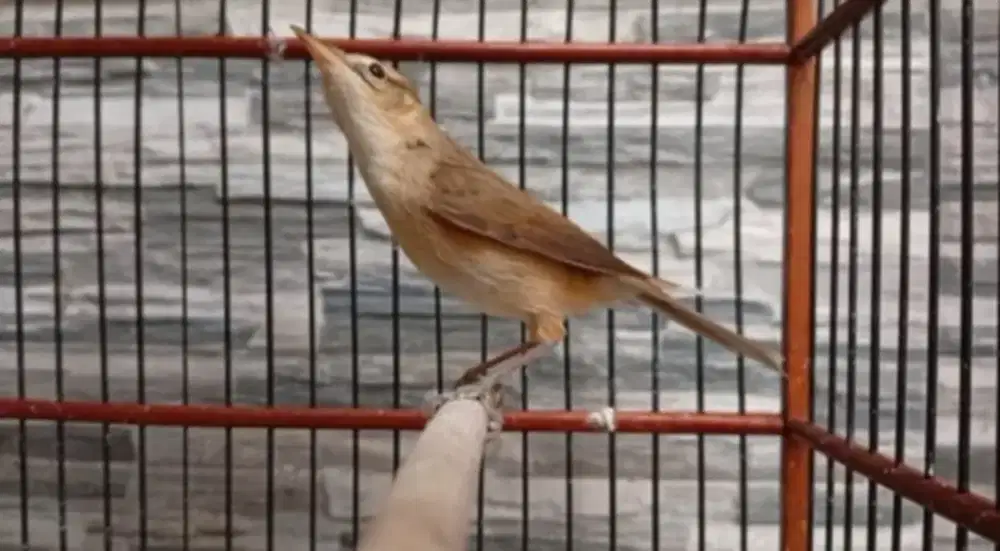 Kerak basi alis hitam jantan