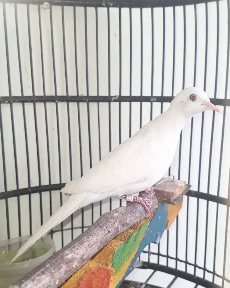 Perkutut Putih Kapas Mata Merah