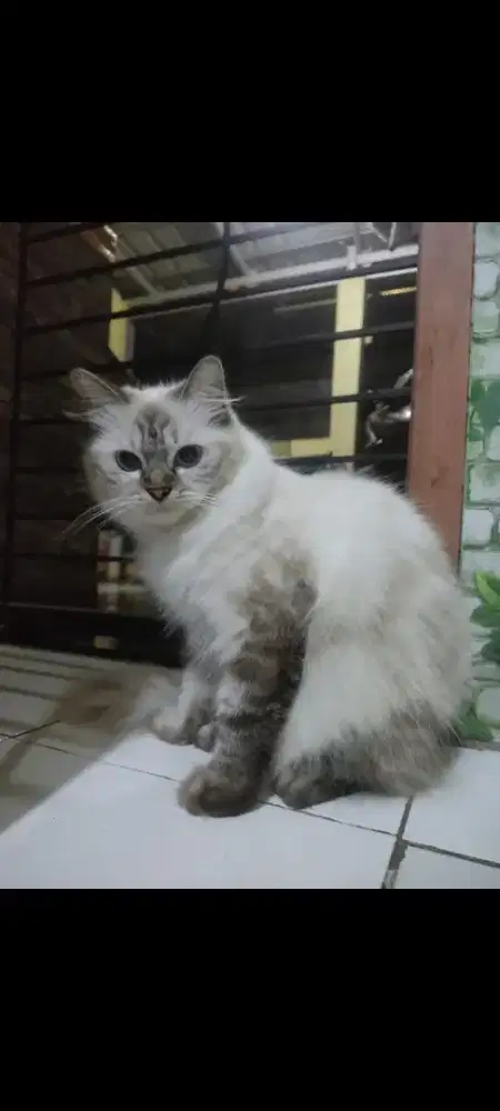 KUCING PERSIA HIMALAYA BETINA