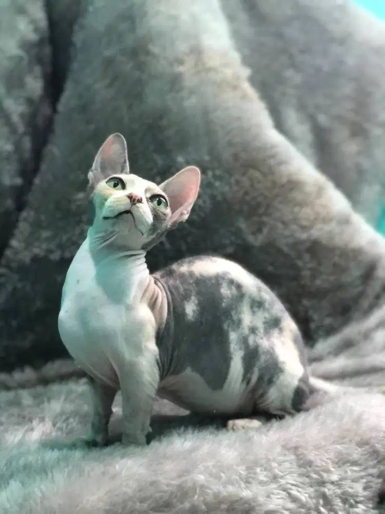 Kucing Sphynx Bambino