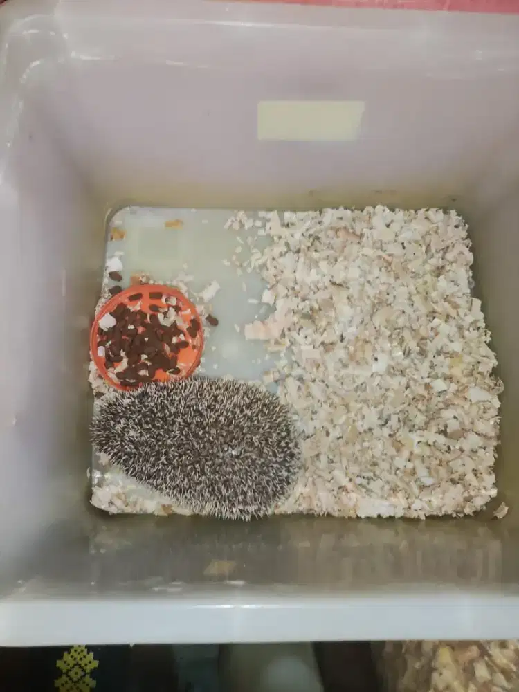 Jual landak mini sepasang