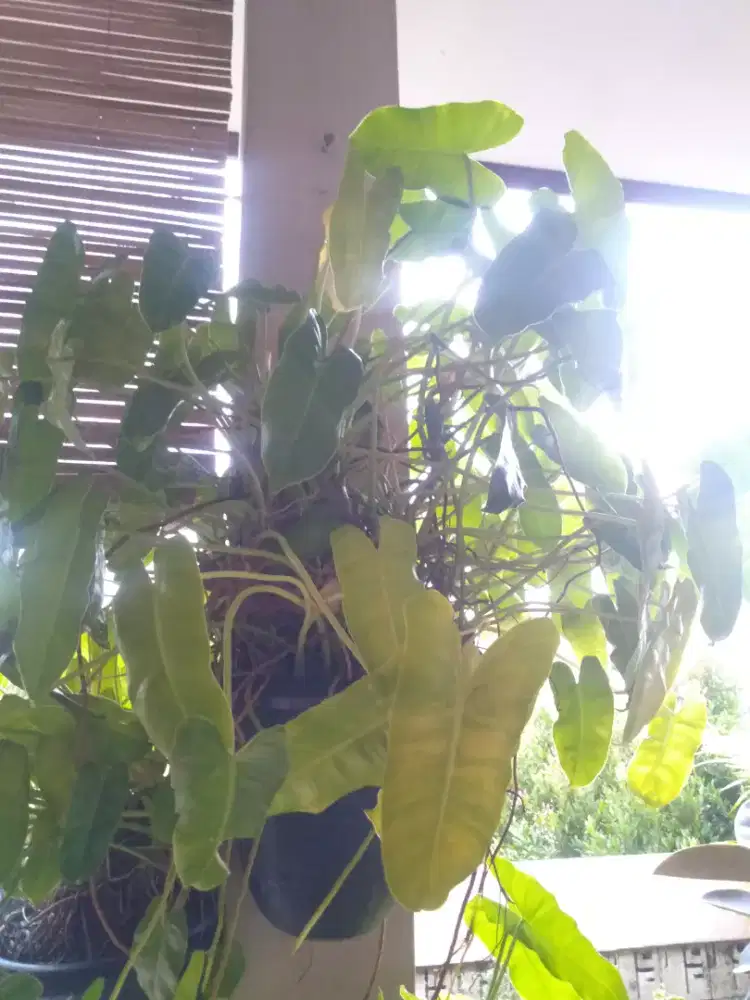 Tanaman Hias berikut POT