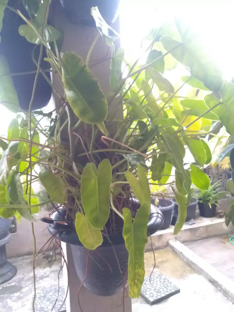 Tanaman Hias berikut POT