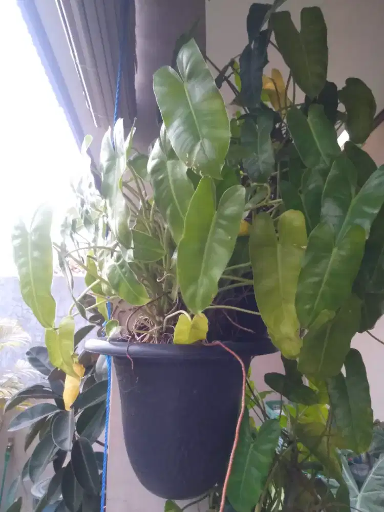 Tanaman Hias berikut POT