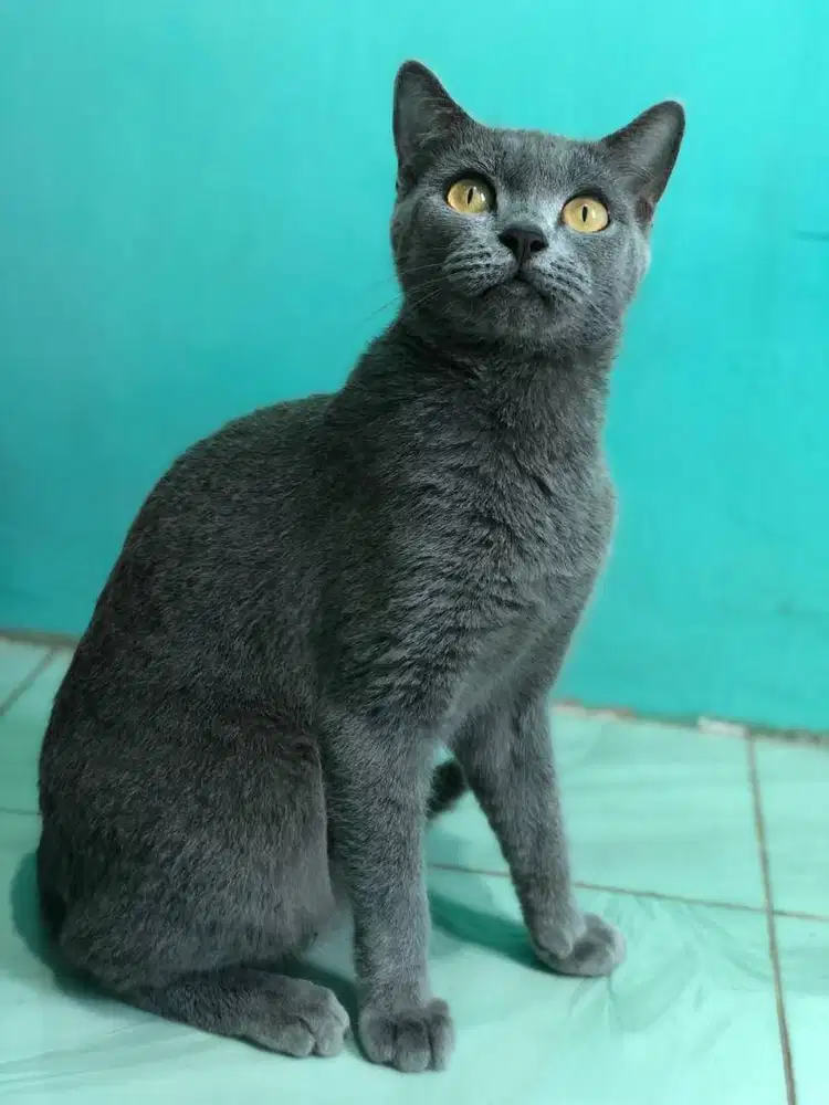 Bsh female murah meriah