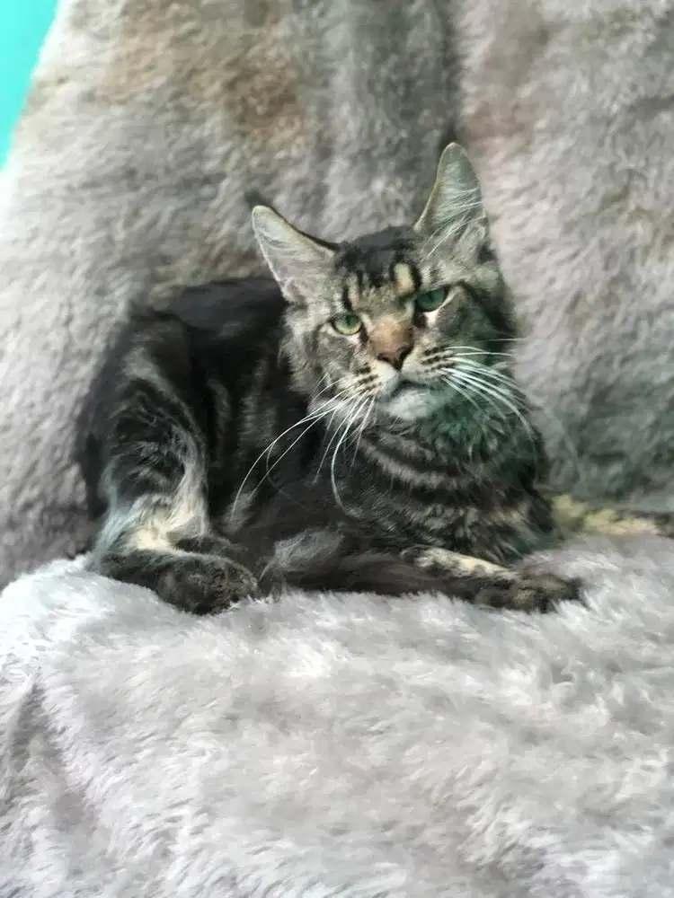 MAINECOON KETURUNAN PED