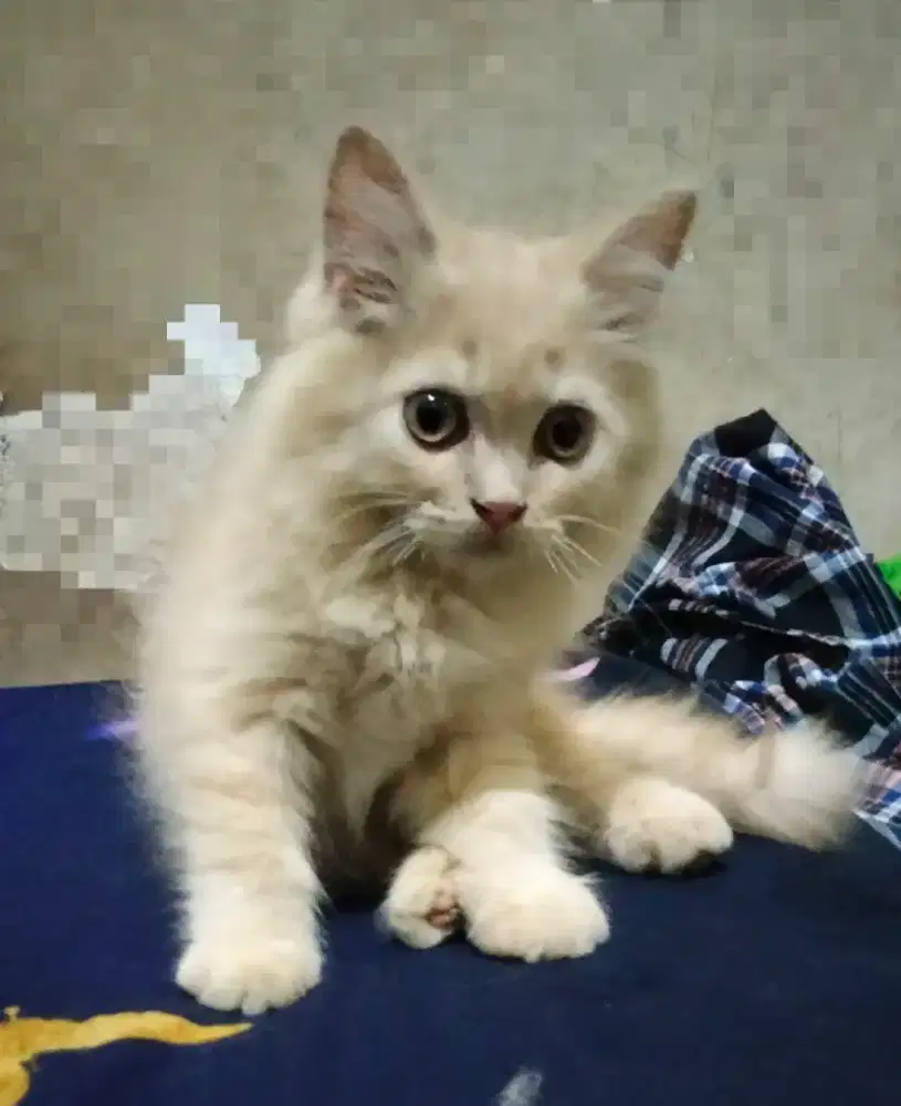 Kucing Persia kitten cream