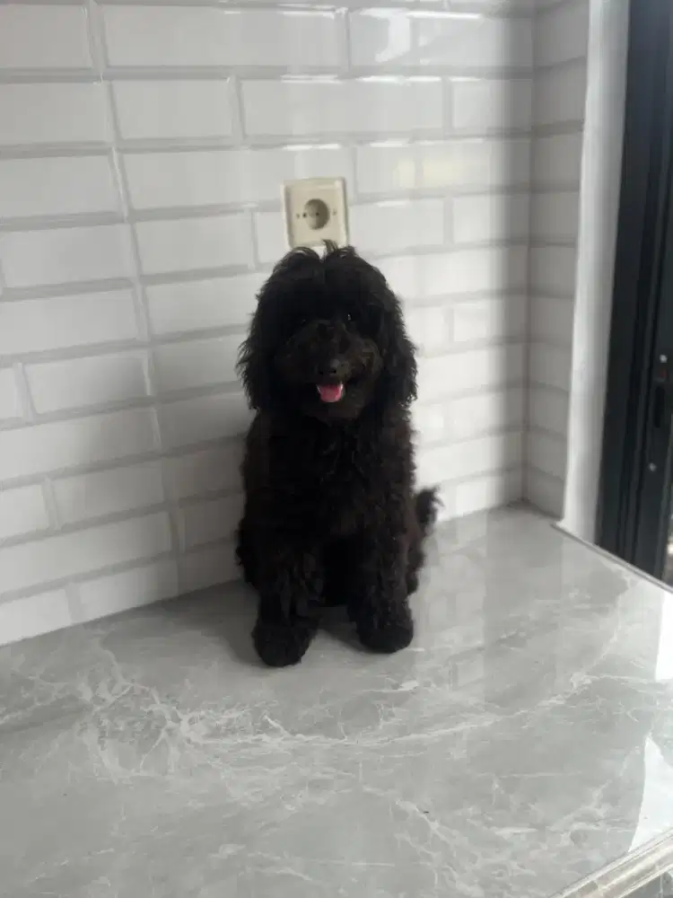 Poodle hitam manis jantan