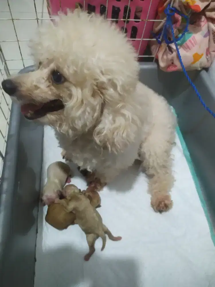 Dijual indukan white+ 3 anak