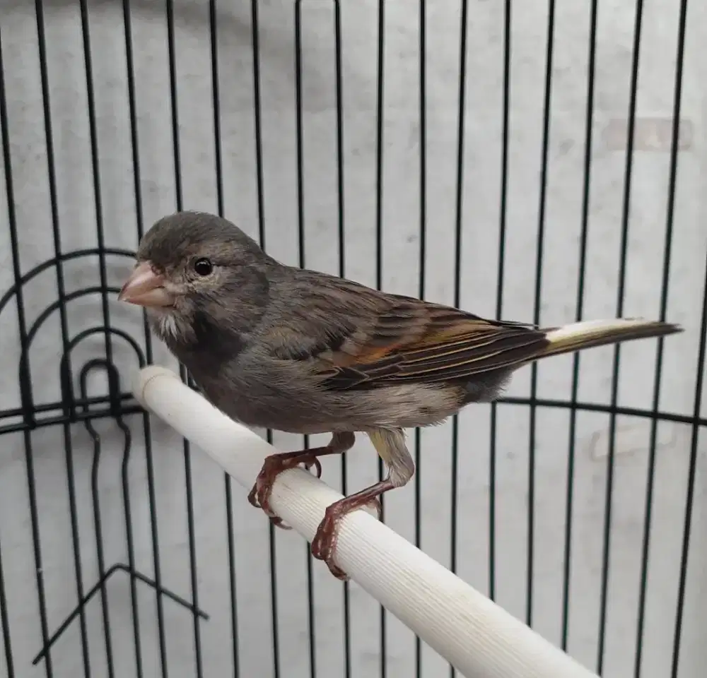 Kenari starblue gacor