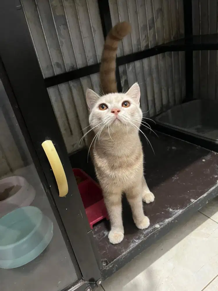 urgent! Lepas Adopt Bsh red tabby jantan Pure Line Ped