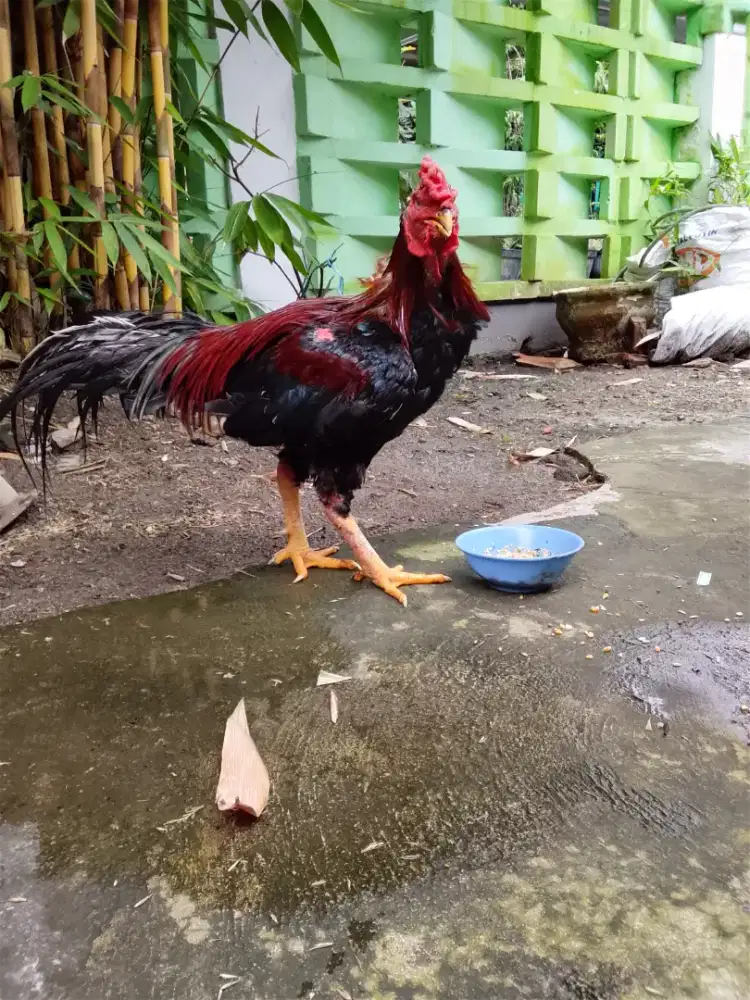 Ayam jago sehat.