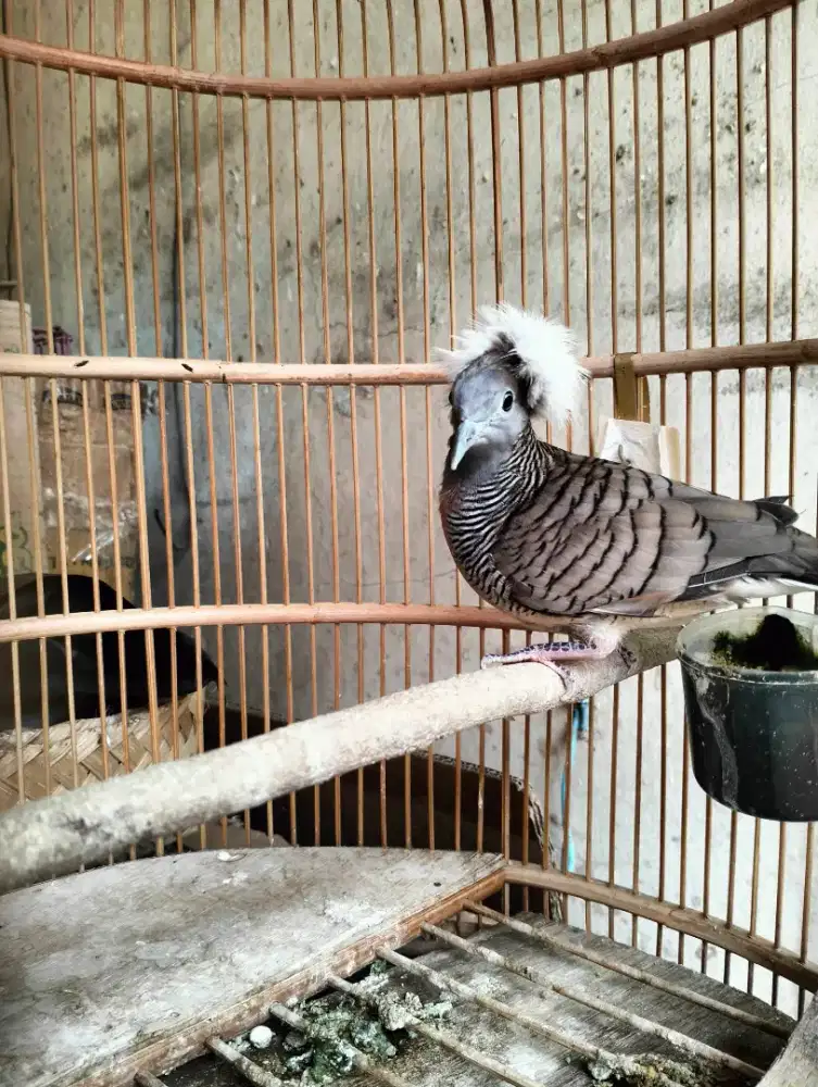 Perkutut Alam (Lokal) Asli Jambul Jantan Jarang Ada