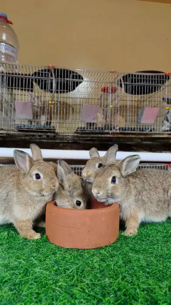 Kelinci jenis Netherland Dwarf