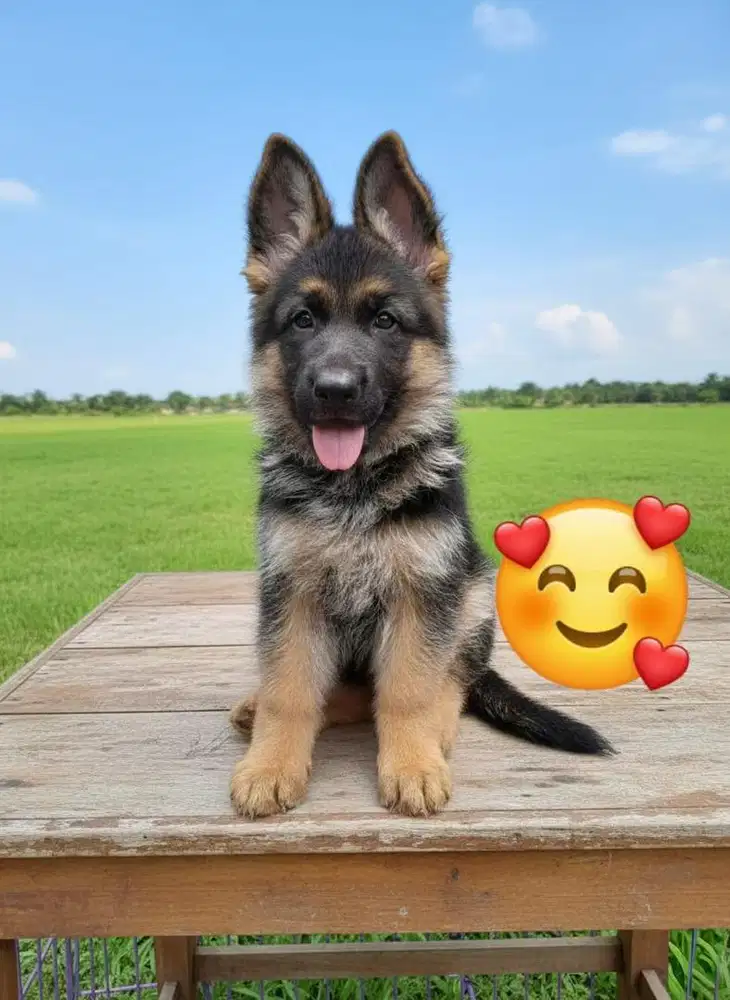 Open Adopt Helder 3bln Female