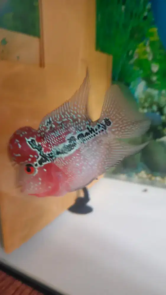 Louhan female srd boom head