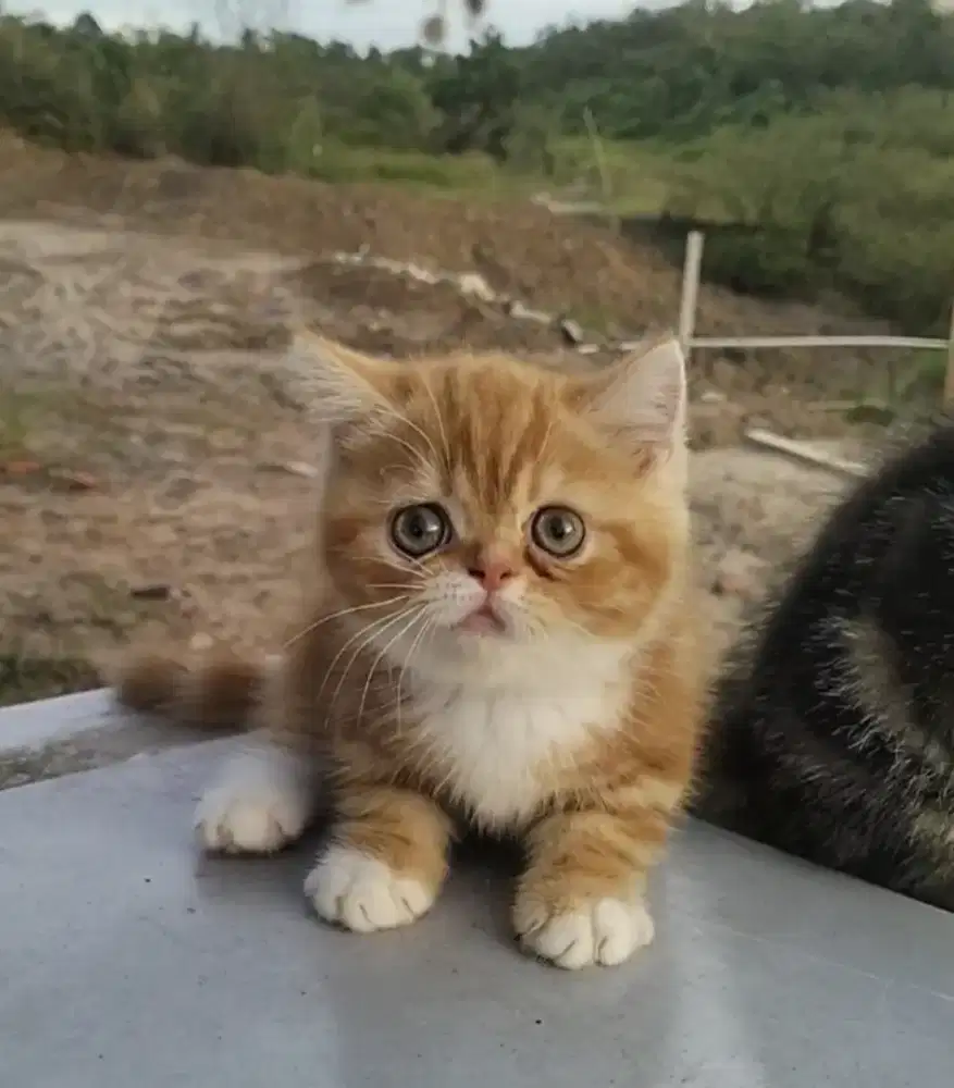 Kucing munchkin betina