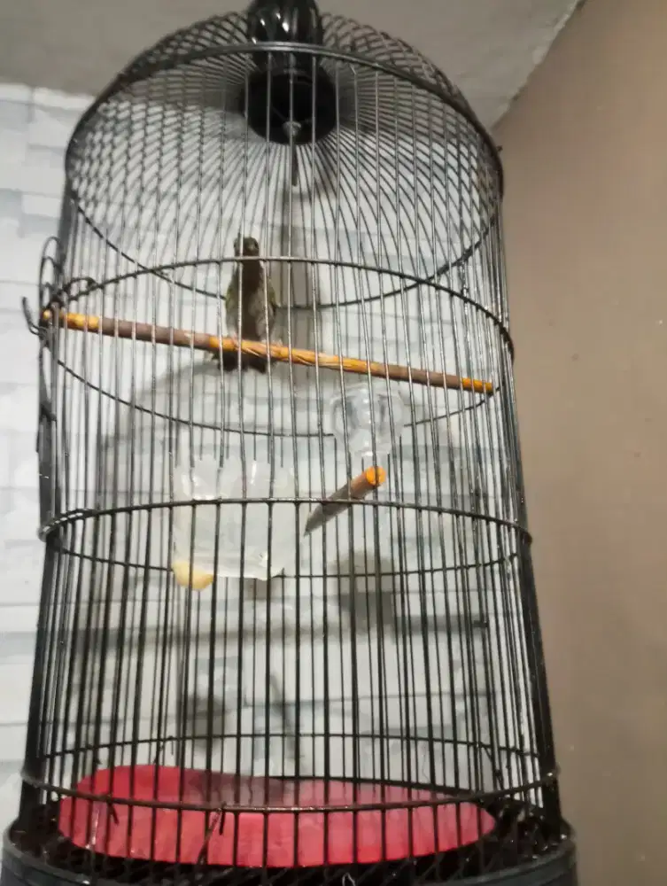 Burung Pijantung Gunung