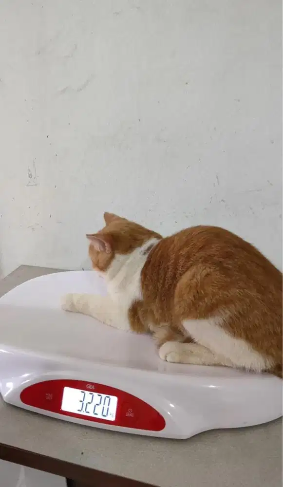 Kucing BSH big bone red bico 8 bulan