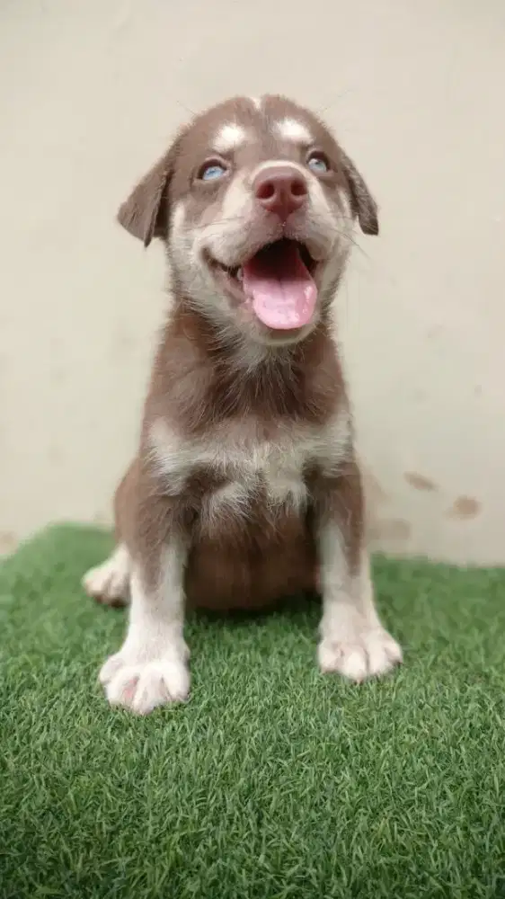 Husky non Stambum Puppies