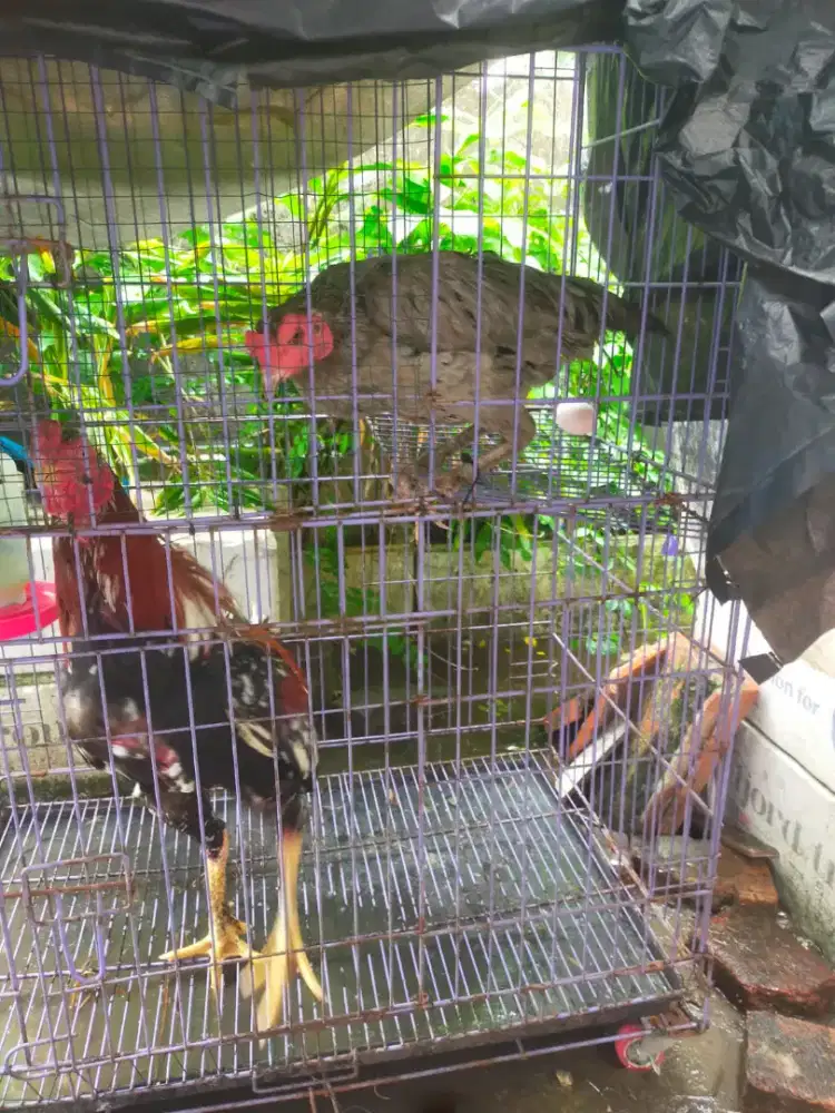 sepasang ayam bangkok