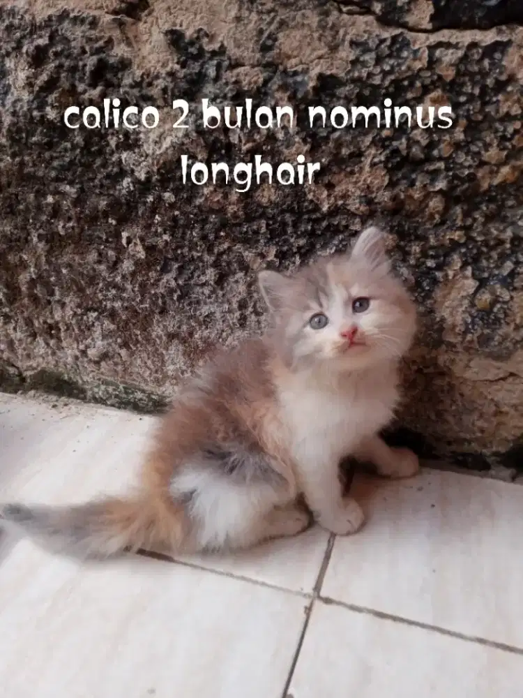 Kucing Persia medium