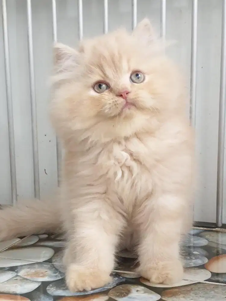 Kucing Persian Kithen